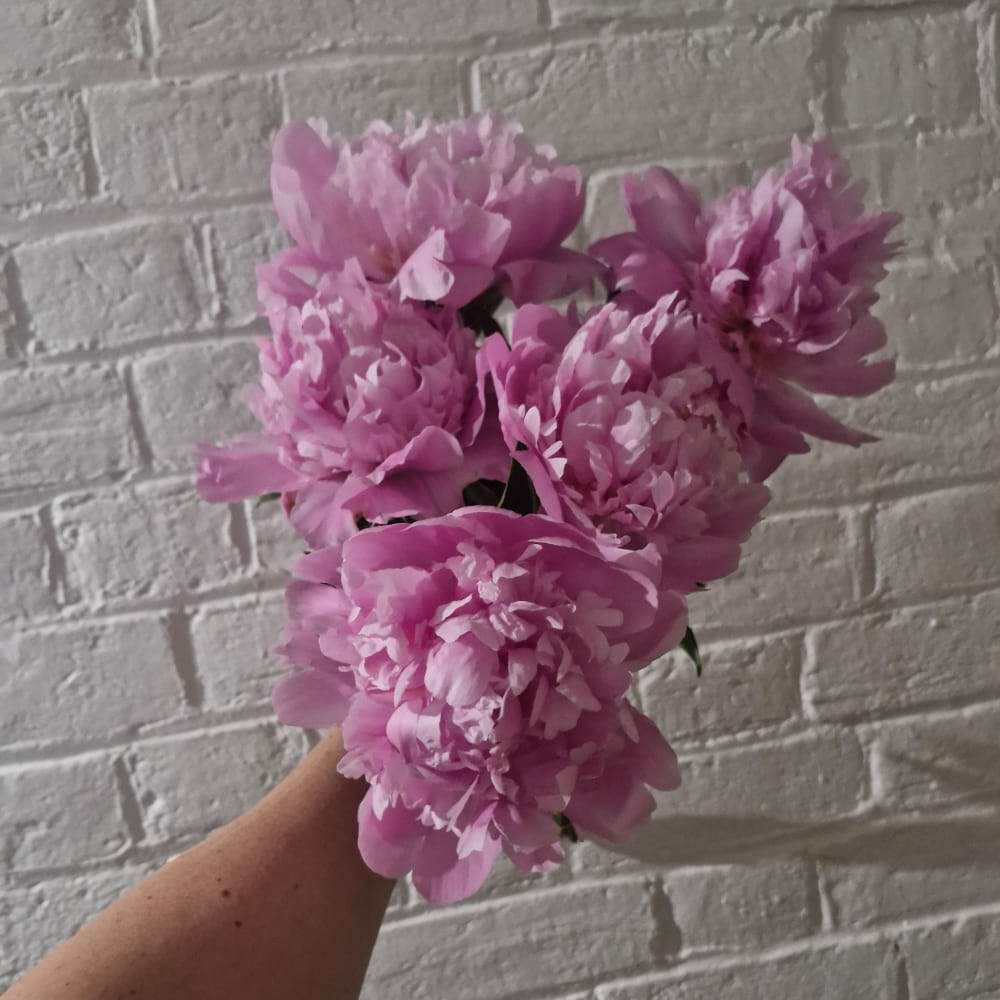 Peony perfection